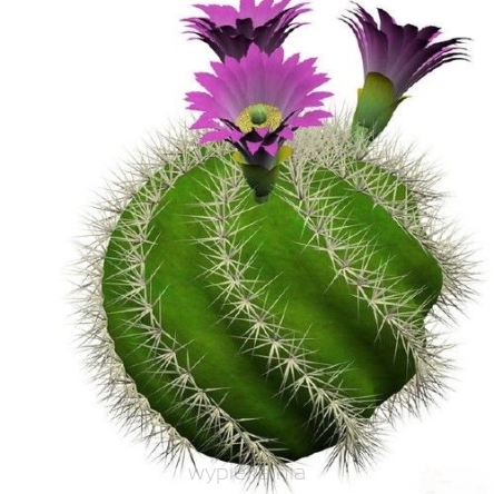 AROMAT SPOŻYWCZY W PŁYNIE - kaktusowy E - 10 ml